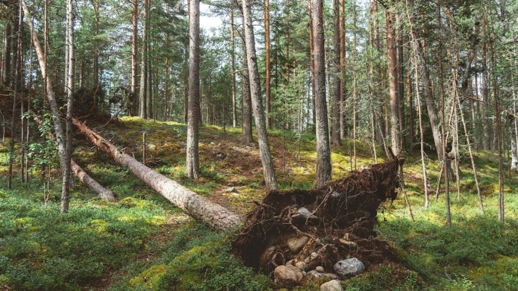 A fallen tree in the middle of a forest