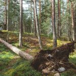 A fallen tree in the middle of a forest