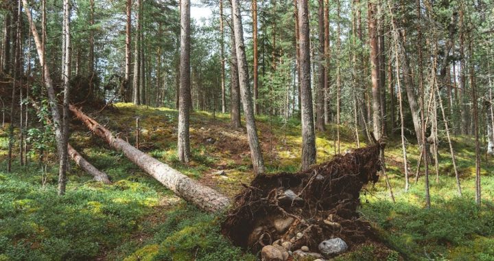 A fallen tree in the middle of a forest